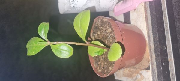 Identificação da planta Maria-gorda por foto