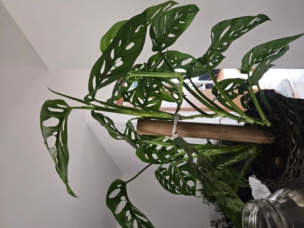 Identificação da planta Costela de Eva por foto