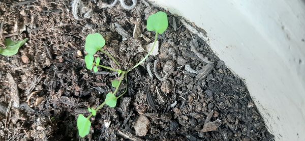 Identificação da planta Mastruço por foto