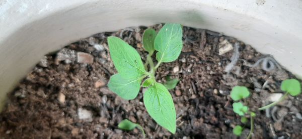 Identificação da planta Gergelim por foto