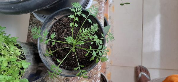 Identificação da planta Mastruz por foto