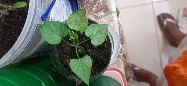 Identificação da planta Batata-doce por foto