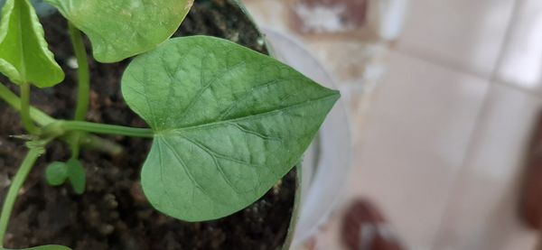 Identificação da planta Glória-da-manhã por foto