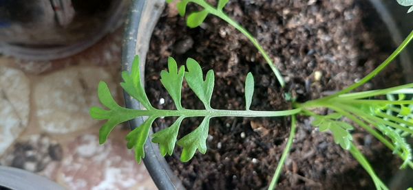 Identificação da planta Mastruço por foto