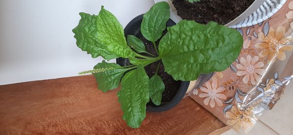 Identificação da planta Tanchagem por foto