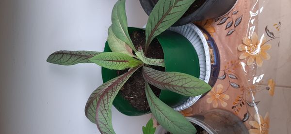 Identificação da planta Azedinha por foto