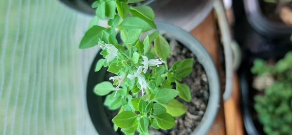 Identificação da planta Manjericão por foto
