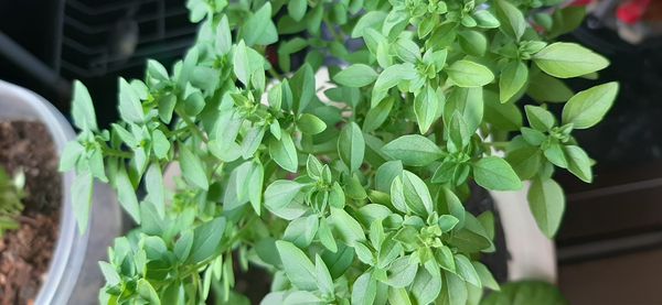 Identificação da planta Manjericão por foto