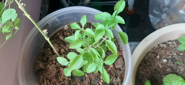 Identificação da planta Manjericão por foto