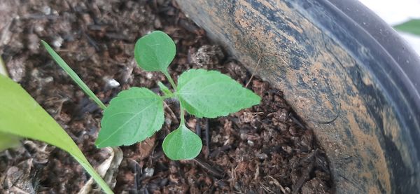 Identificação da planta Erva-de-vidro por foto