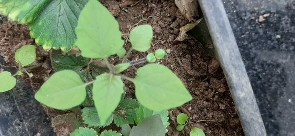 Identificação da planta Camapu por foto