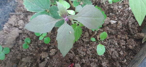 Identificação da planta Flor-de-beijo por foto