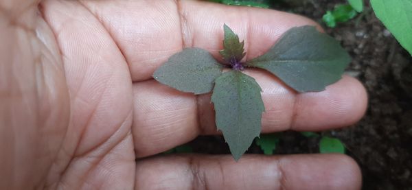 Identificação da planta Bredo-de-praia por foto
