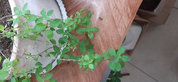 Identificação da planta Manjerona por foto
