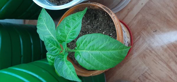 Identificação da planta Pimenta-de-cheiro por foto