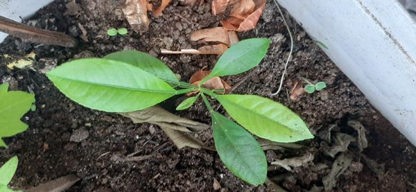 Identificação da planta Pomelo por foto