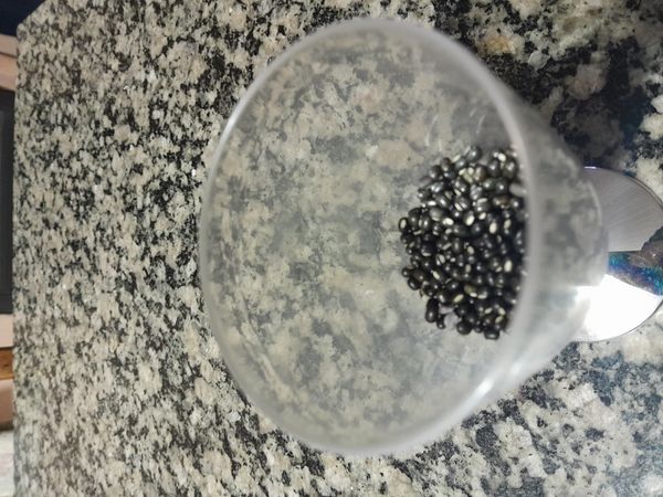 Identificação da planta Feijão-caupi por foto