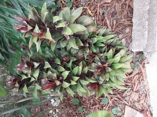 Identificação da planta Dracena por foto