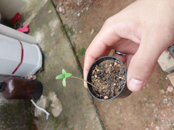 Identificação da planta Maconha por foto