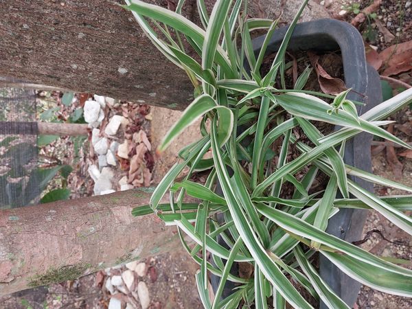 Identificação da planta Clorófito por foto