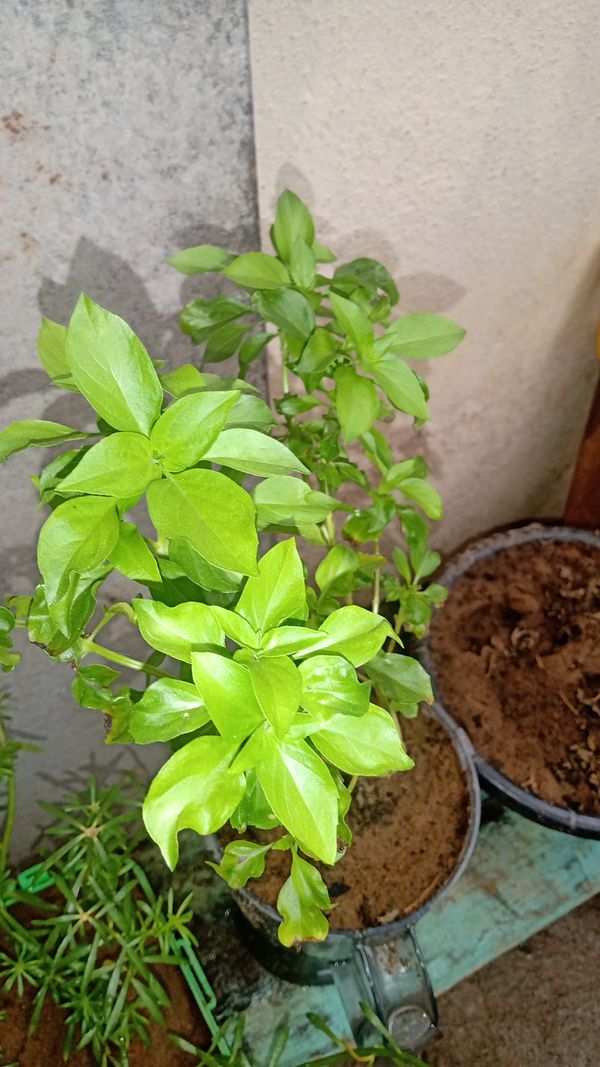 Identificação da planta Manjericão por foto
