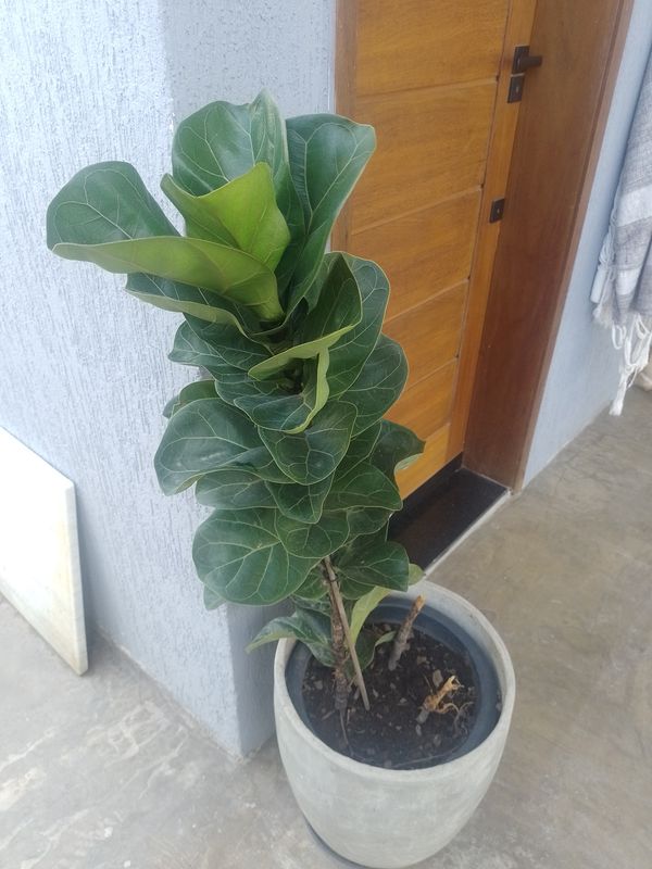 Identificação da planta Figueira-lira por foto