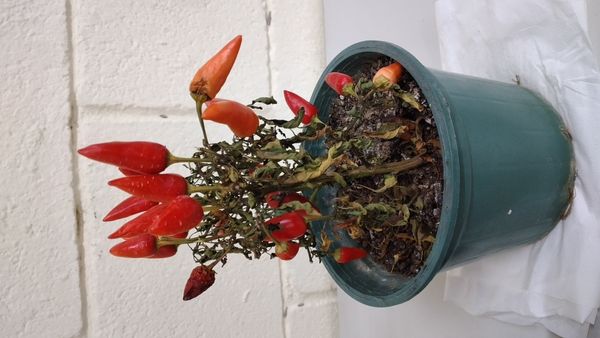 Identificação da planta Malagueta por foto