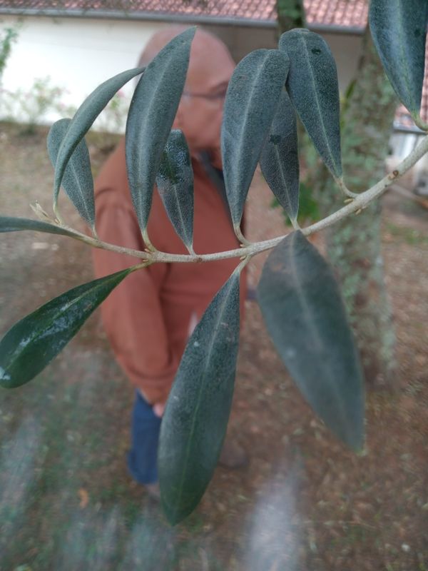Identificação da planta Oliveira por foto