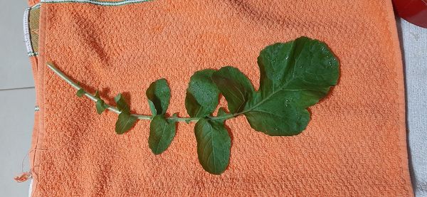 Identificação da planta Agrião por foto