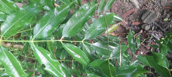 Identificação da planta Cajá-manga por foto