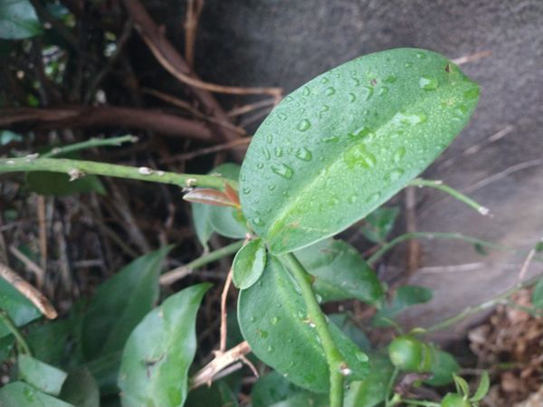 Identificação da planta Ora-pro-nóbis por foto
