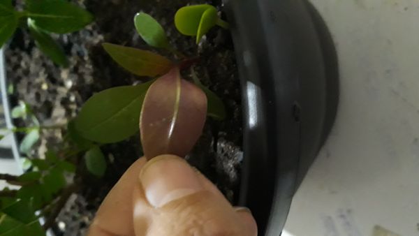 Identificação da planta Tostão por foto