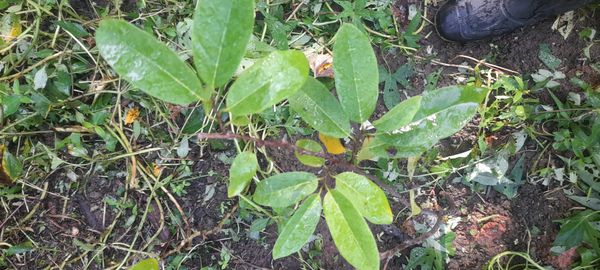 Identificação da planta Fruta-do-conde por foto
