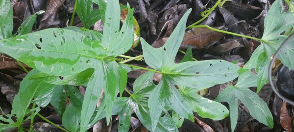 Identificação da planta Batata-doce por foto