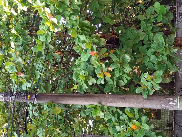 Identificação da planta Amendoeira-da-praia por foto