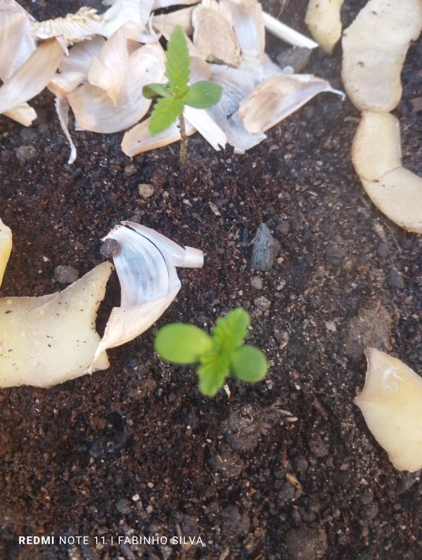 Identificação da planta Maconha por foto