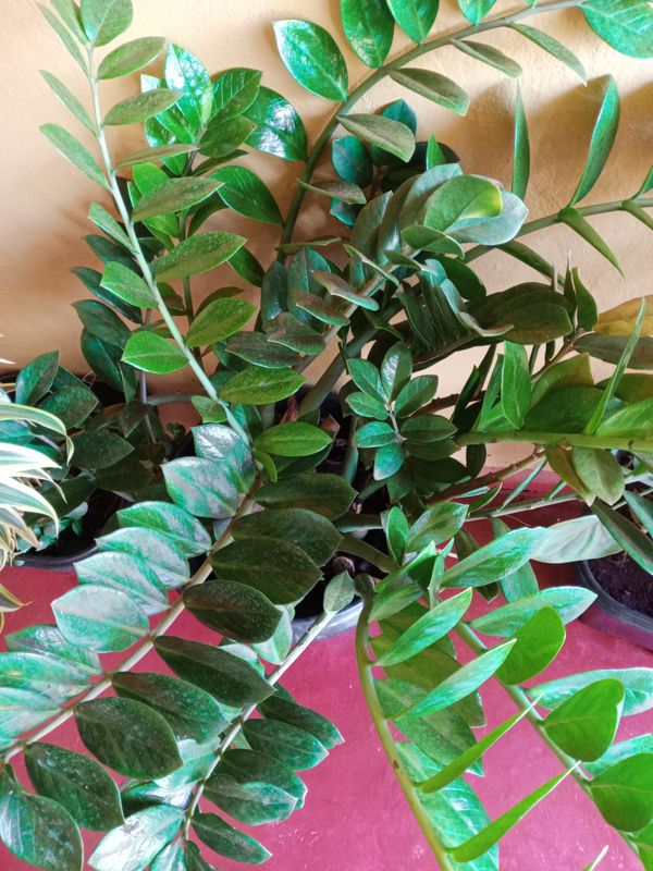 Identificação da planta Zamioculcas por foto