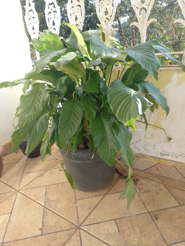Identificação da planta Lírio-da-paz por foto