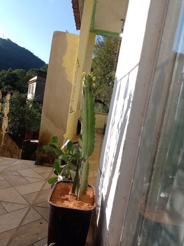 Identificação da planta Coroa-de-cristo por foto