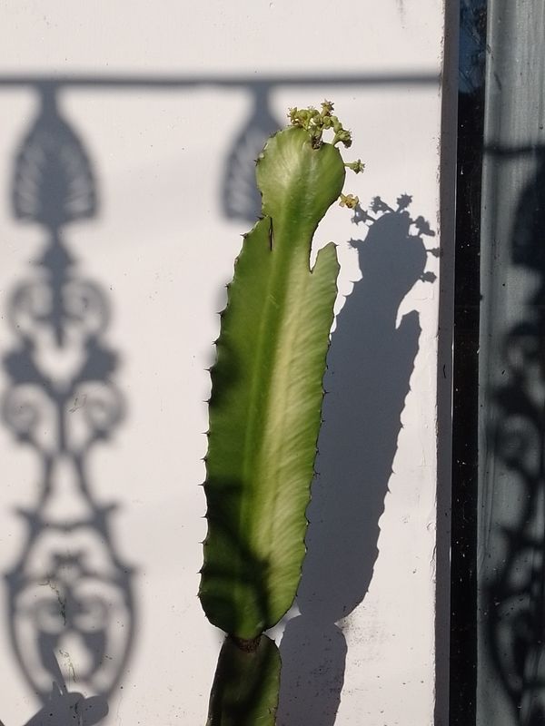 Identificação da planta Candelabro por foto