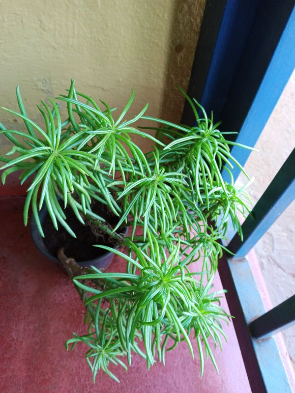 Identificação da planta Colar-de-rubis por foto