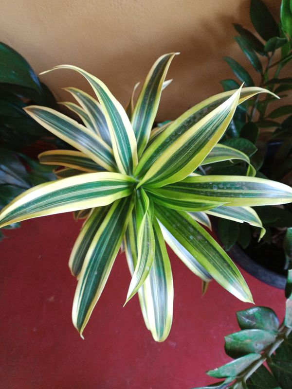 Identificação da planta Pleomele por foto
