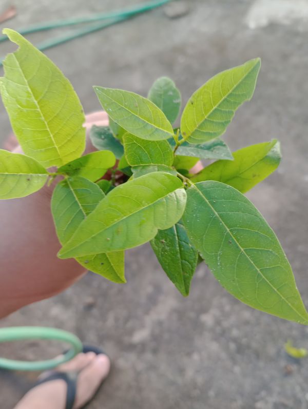 Identificação da planta Fruta-do-conde por foto