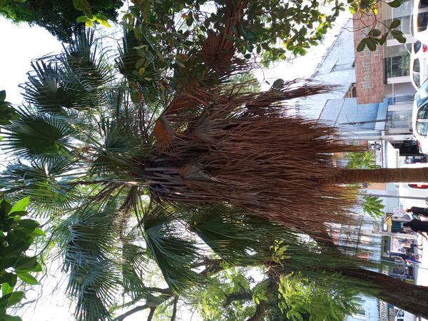 Identificação da planta Palmeira-leque-australiana por foto
