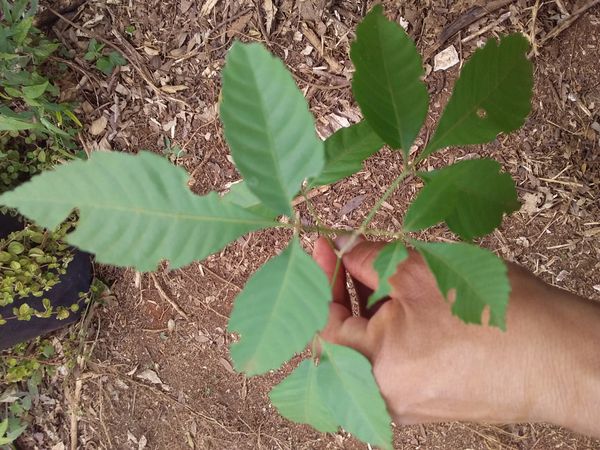 Identificação da planta Ipê-amarelo por foto