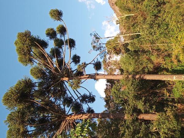 Identificação da planta Pinheiro-do-Paraná por foto