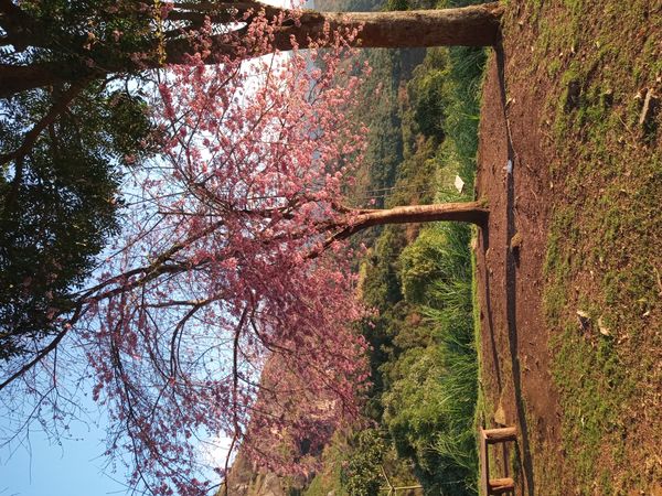 Identificação da planta Cerejeira-do-japão por foto