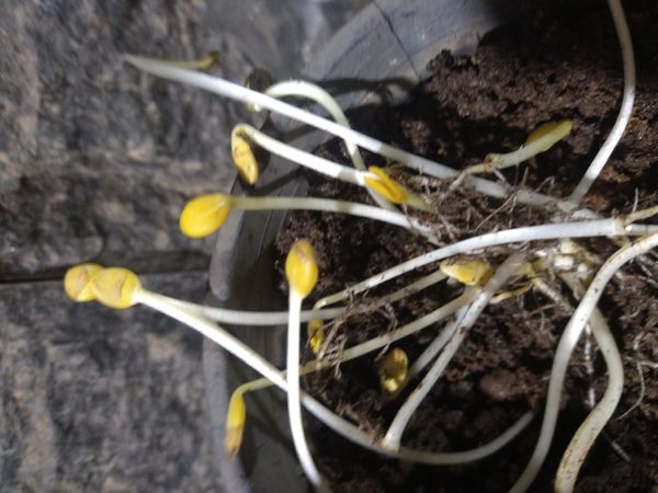 Identificação da planta Jumbo por foto