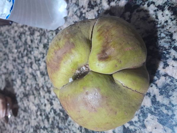 Identificação da planta Chichá-fedorento por foto