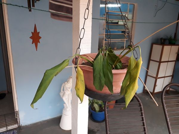 Identificação da planta Lírio da paz por foto